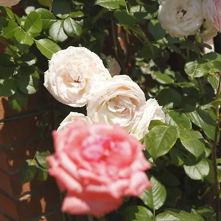 Daire Holidays Alle Rose Peschiera del Garda